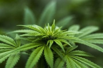 Illinois marijuana dispensaries begin recreational sales on first day of legalization