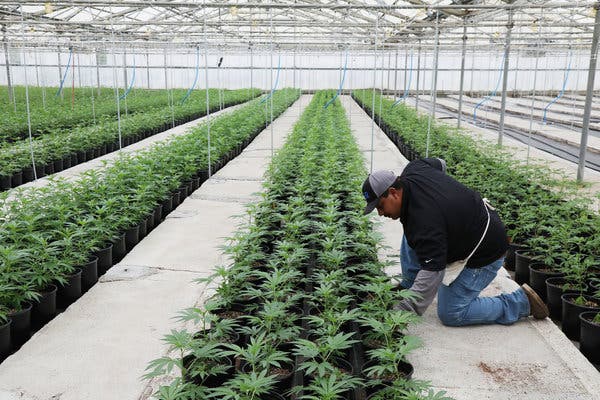 Cannabis job growth projected to outpace all other fast-growing industries