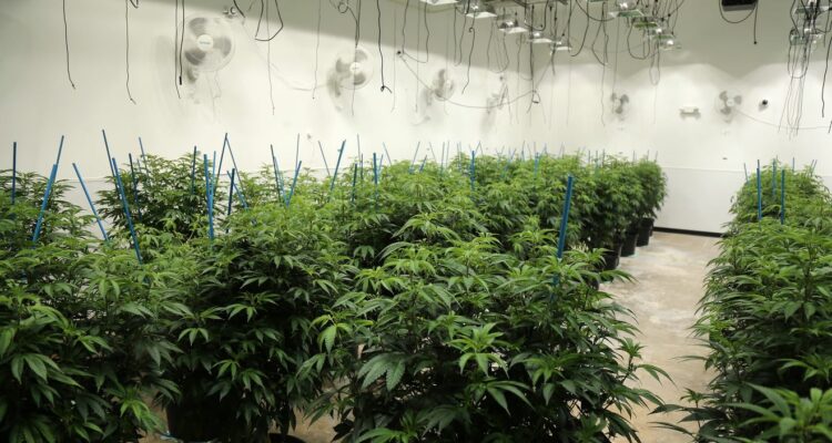 Ohio to allow medical marijuana growers to expand to meet demand, prepare for more dispensaries