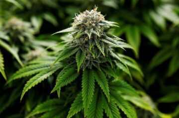 N.J. just began accepting applications to grow recreational marijuana