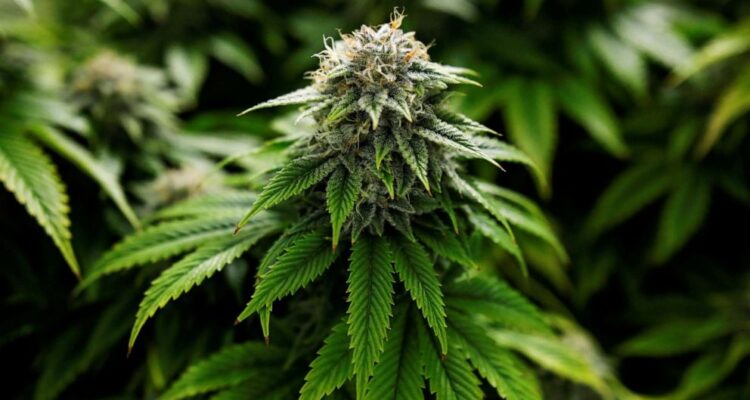 N.J. just began accepting applications to grow recreational marijuana
